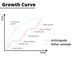 Fototapeta premium Growth curve of arthropods and other animals. Vector illustration.