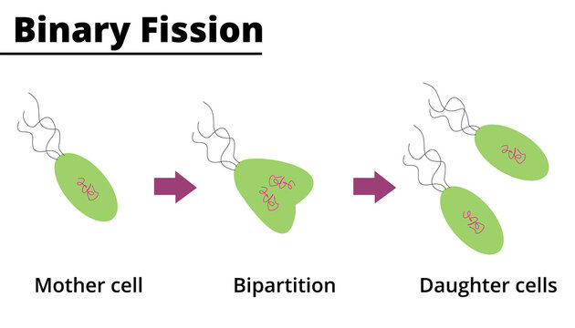 Binary fission. Asexual reproduction of unicellular organisms. Vector illustration.