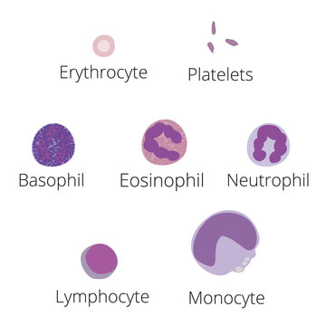 Blood cells flat vector illustration diagram with all types of cells collection, educational medical information.