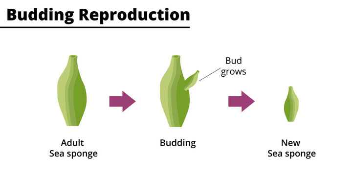 Budding reproduction (asexual reproduction) of a sea sponge. Vector illustration.