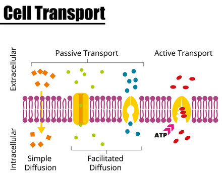 Passive vs Active cell transport. Vector illustration.