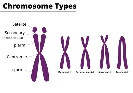 Chromosome parts. Chromosome type of according position of centromere: metacentric, submetacentric, acrocentric, telocentric. Vector illustration.
