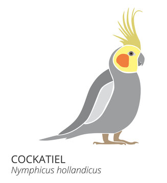 Adult parrot of normal grey cockatiel (Nymphicus hollandicus, corella) cartoon bird design flat vector illustration isolated on white background