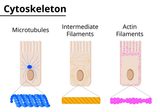 Different structures of cytoskeleton. Microtubules, intermediate filaments and actin filaments. Vector illustration.