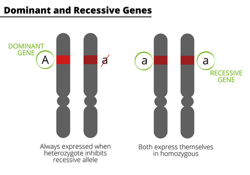 Difference Between Homozygous and Heterozygous. Dominant and recessive genes. Genotype. Vector illustration.