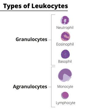 Types of white blood cells. Granulocytes and agranulocytes. Neutrophil, Eosinophil, Basophil, Lymphocyte, Monocyte. Vector illustration.