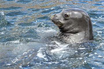 The Hawaiian monk seal (Neomonachus schauinslandi) is one of the most endangered seal species in...