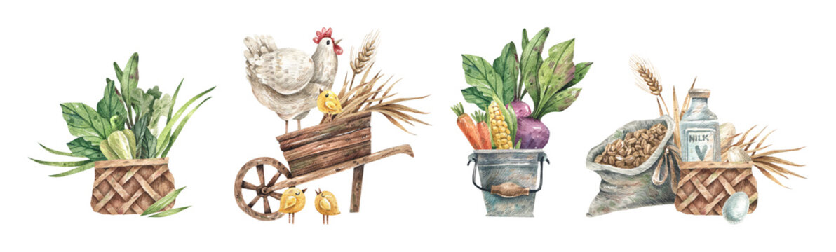 Set of watercolor illustrations of farm products, organic vegetables, chicken with chickens, milk and eggs. Hand drawn elements for farmers market, agriculture. Isolated on white background.