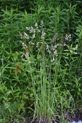 Orchard grass ( Cock's-foot grass ) flowers. Poaceae perennial plants. The flowering season is from May to July, which is the cause of pollinosis.