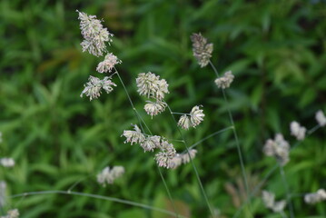 Orchard grass ( Cock's-foot grass ) flowers. Poaceae perennial plants. The flowering season is from May to July, which is the cause of pollinosis.