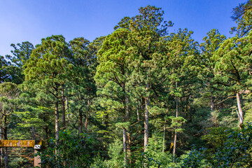 ヤクスギランド