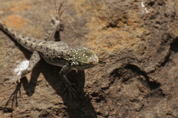 上から見たトカゲ