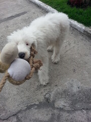 Dog of the albino Bobtail breed, pet, with beautiful white fur in places with nature and decorations. Fresh hair cut and brushed