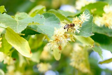 Bee on linden flower
