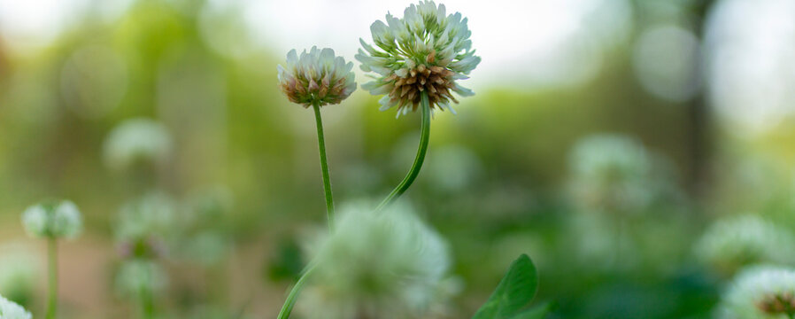 Panoramic view of white clover flowers