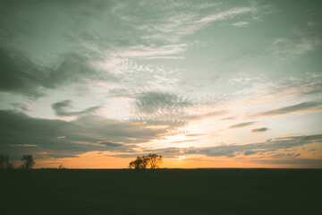 Silhouettes of trees at sunset. Withered tree against the backdrop of the sun.