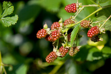 Blackberries ripening in a wild patch in Ontario.