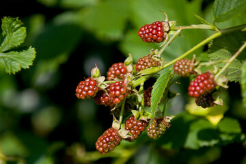 Blackberries ripening in a wild patch in Ontario.