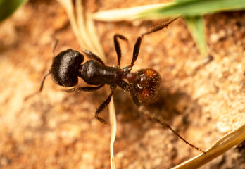 Dark Brown Ant with Large Head Spikey Hair Working