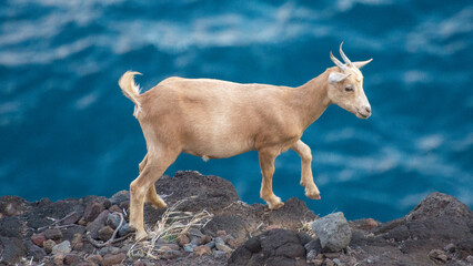 photos de chèvres sauvages prise sur le bord d'une falaise sur l'ile de ua huka dans l'archipel...