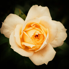 yellow rose on black - 506966944