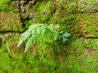 moss on a tree