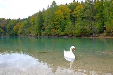 Swan in a lake in the nature