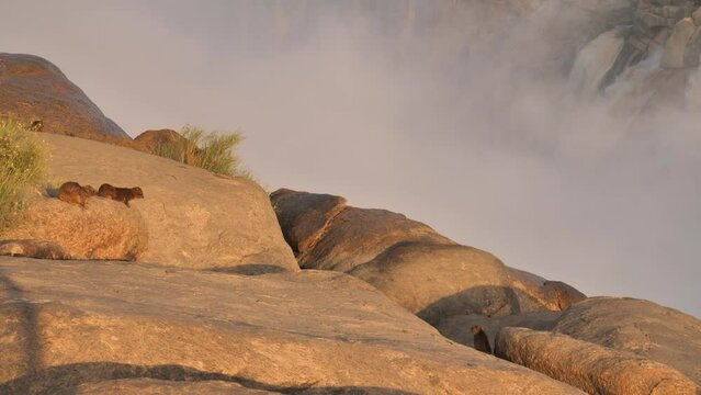 Rock Hyrax bask in sunshine on massive granite boulders alongside the Augrabies Falls canyon, mist spraying up behind