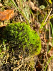 green moss on the ground