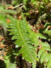 fern leaf in the forest