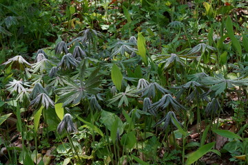 ユニークな形の葉を持つ春のヤブレガサ