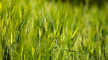 Wheat ears at field. Wheatear agriculture growing, cereal farming, natural countryside, climat change, hunger concept food industry background