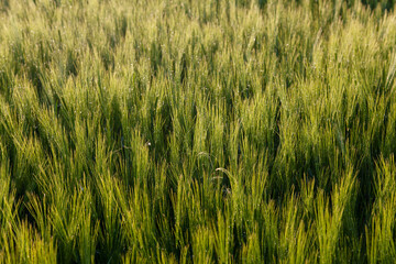 Wheat ears at field. Wheatear agriculture growing, cereal farming, natural countryside, climat change, hunger concept food industry background