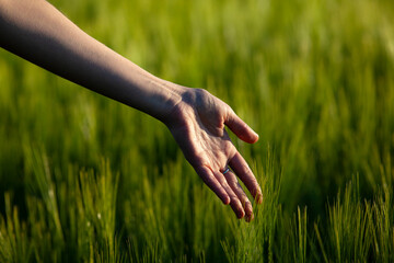 Wheat field green ears wheatear care with quality controlling hand. farming background with agriculture harvest summer, food industry, healthy organic concept