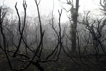 Spiderweb between the blackened branches in a burnt foggy landscape after a bushfire in the Australian bush.