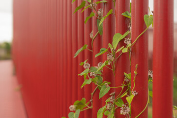 붉은 기둥 녹식 식물 잎