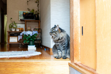 玄関(日本）で待つ猫。Japanese architecture entrance and cat.