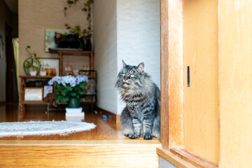 玄関(日本）で待つ猫。Japanese architecture entrance and cat.
