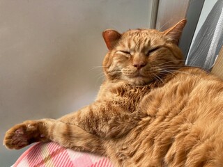 窓辺で昼寝するネコ