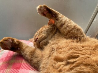 窓辺で両手をあげ寝むる猫