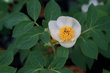 山野草のヤマシャクヤクが白い花が咲く