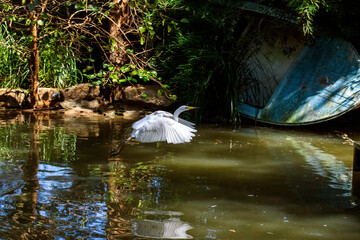 Egret (Ardea alba)