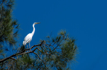 Egret (Ardea alba)