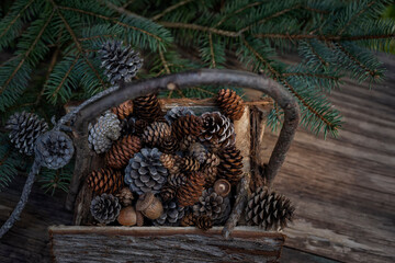  Bark basket with different cones among spruce branches. natural composition.
