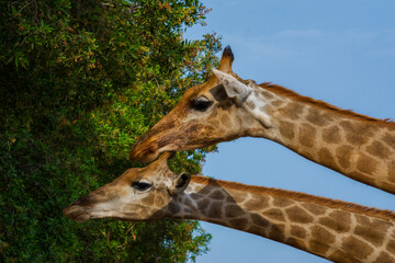 Giraffe