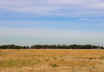 Obraz premium trees in a field