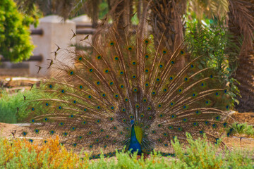 Obraz premium peacock