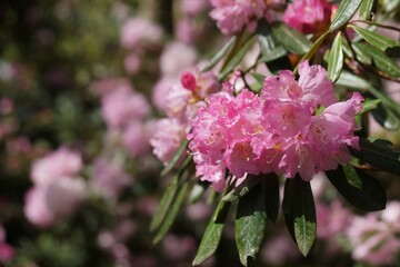 奈良の室生寺のシャクナゲ