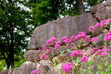 公園のムシトリナデシコ