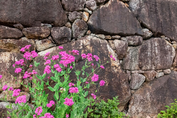 公園のムシトリナデシコ